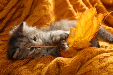 Cute kitten playing with autumn leaf on orange knitted blanket