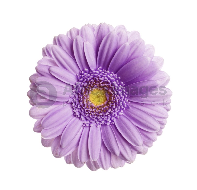 Beautiful violet gerbera flower on white background