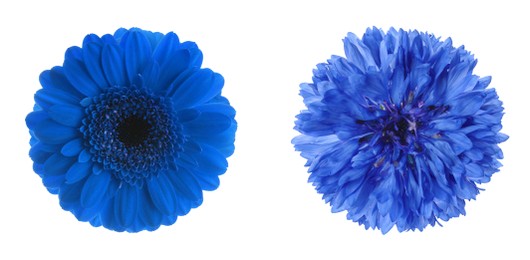 Different beautiful blue flowers on white background, collage. Banner design