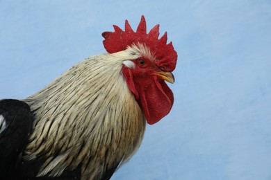 Photo of Big beautiful rooster on blue background. Domestic animal