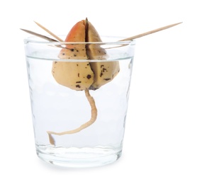 Avocado pit with sprout and root in glass of water on white background
