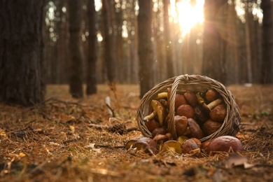Basket with fresh boletus mushrooms in forest
