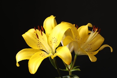 Beautiful blooming lily flowers on black background