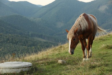 Beautiful horse grazing in mountains. Lovely pet
