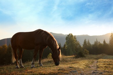Photo of Beautiful view horse grazing on pasture in mountains