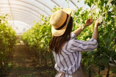 Photo of Woman working with grape plants in greenhouse