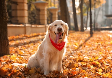 Photo of Funny Golden retriever in sunny autumn park