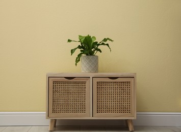 Beautiful fresh potted fern on wooden cabinet near beige  wall