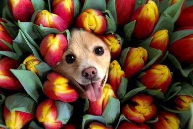 Adorable Spitz surrounded by beautiful tulips. Spring mood
