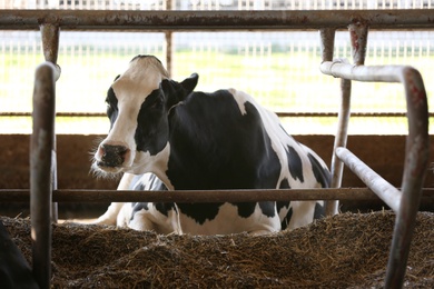 Photo of Pretty cow behind fence on farm. Animal husbandry