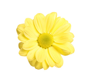 Beautiful yellow chrysanthemum flower on white background