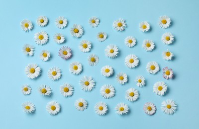 Many beautiful daisy flowers on light blue background, flat lay