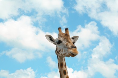 Beautiful spotted African giraffe against blue sky