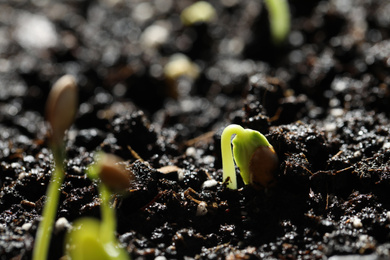 Young seedlings growing in fertile soil, closeup