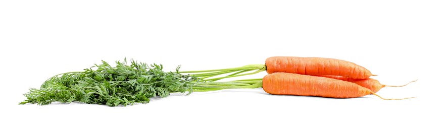 Tasty ripe carrots with foliage on white background
