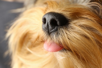 Adorable Yorkshire terrier, focus on nose. Cute dog