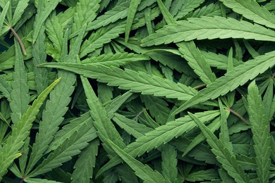 Green leaves of hemp as background, top view
