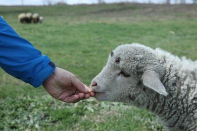 Photo of Farmer feeding cute lamb in field, closeup