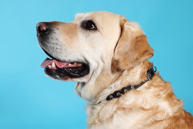 Cute Labrador Retriever in dog collar on light blue background