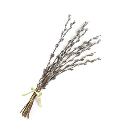 Beautiful blooming pussy willow branches on white background, top view