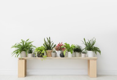 Photo of Many different houseplants near white wall in room