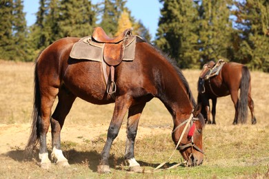Photo of Beautiful horses grazing on pasture. Lovely pets