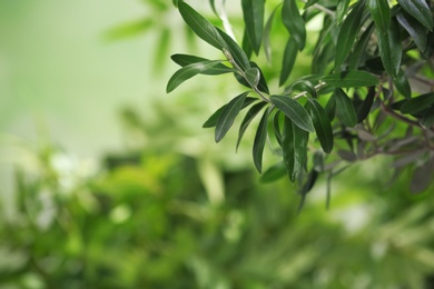 Twigs with fresh green olive leaves on blurred background. Space for text
