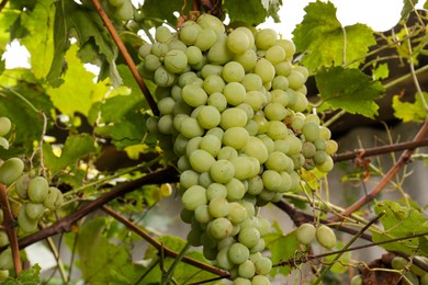 Delicious green grapes growing in vineyard, closeup