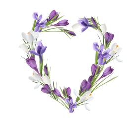 Beautiful heart shaped composition made with tender crocus flowers on white background