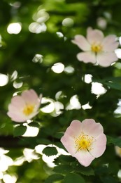 Beautiful blooming rose hip flowers on bush outdoors, closeup