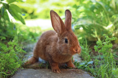 Cute fluffy rabbit on paved path in garden