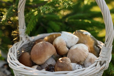 Basket full of fresh mushrooms outdoors, closeup