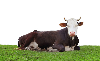 Image of Beautiful cow resting on green grass against white background. Animal husbandry