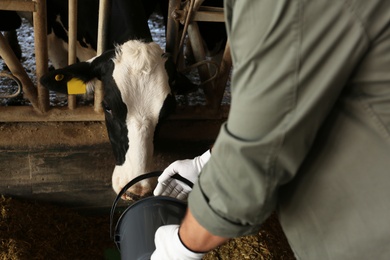 Photo of Worker feeding cow on farm, closeup. Animal husbandry