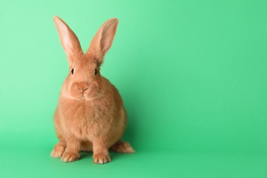 Cute bunny on green background, space for text. Easter symbol