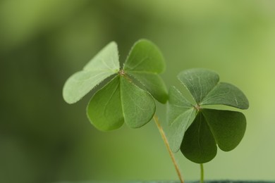 Photo of Clover leaves on blurred background, closeup. St. Patrick's Day symbol