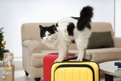 Cute cat on suitcase in living room