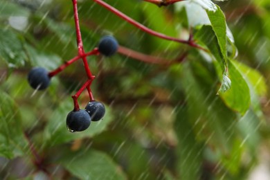 Branch with berries and green leaves during rain, closeup