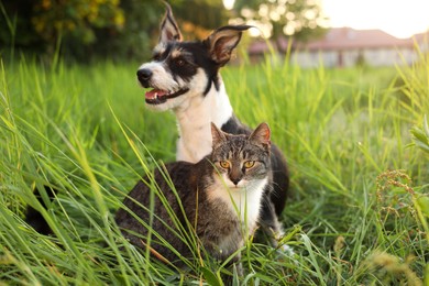 Photo of Cute cat and dog in green grass at sunset