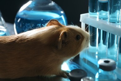 Guinea pig and laboratory glassware. Animal testing