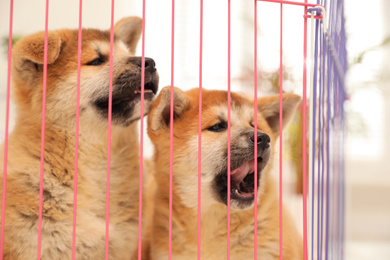 Cute Akita Inu puppies in playpen indoors. Baby animals
