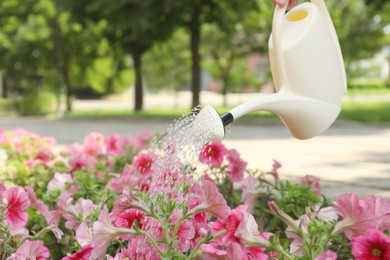Photo of Irrigating blooming pink petunias with beige watering can outdoors