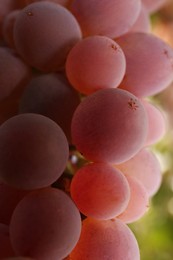 Photo of Beautiful tasty grapes growing in vineyard, closeup