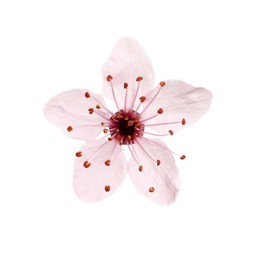 Beautiful pink cherry tree blossom isolated on white