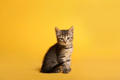 Photo of Cute little tabby kitten on yellow background