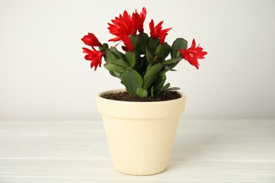 Beautiful red Schlumbergera (Christmas or Thanksgiving cactus) on white wooden table