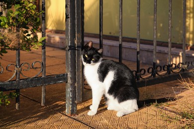 Photo of Cute black and white cat sitting near iron fence outdoors. Stray animal