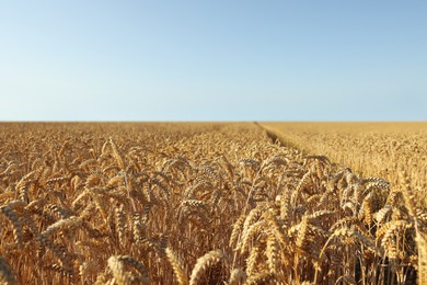 Beautiful view of agricultural field with ripening wheat crop under blue sky