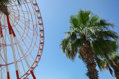 Beautiful large Ferris wheel and palm tree against blue sky
