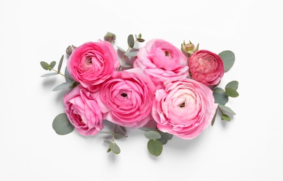Beautiful ranunculus flowers on white background, top view